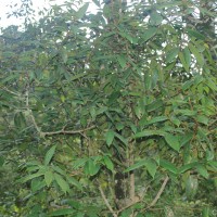 Symplocos macrophylla Wall. ex DC.